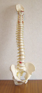 plastic spine
